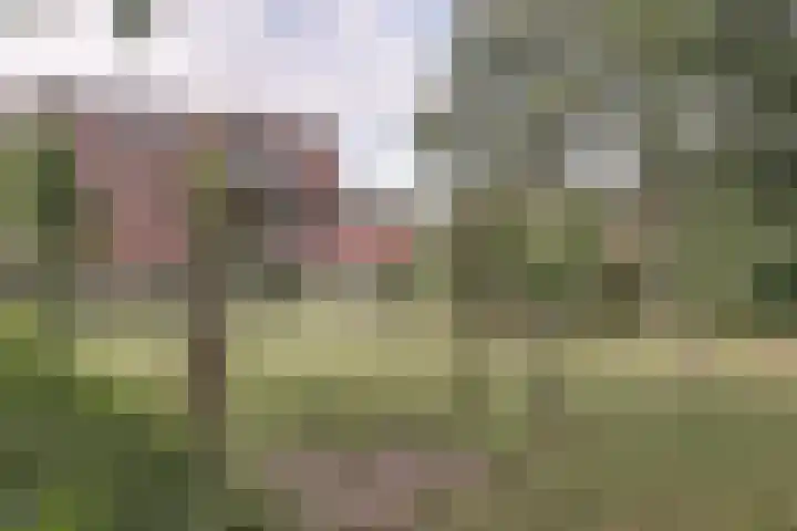 Pinksterbloem 9 Zwaag thumbnail 36