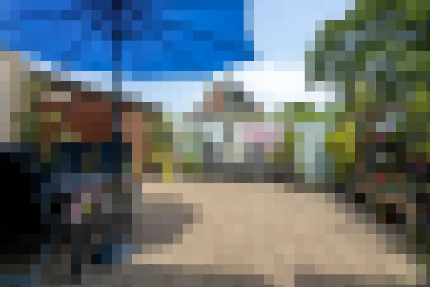 Pinksterbloem 96 Roden thumbnail 4
