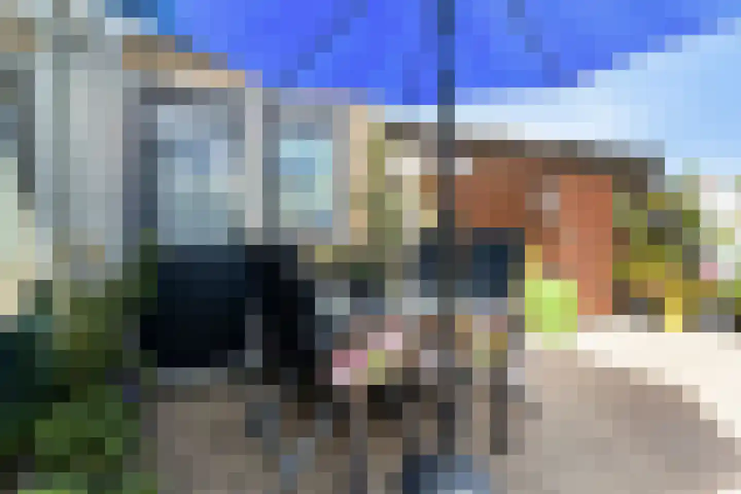 Pinksterbloem 96 Roden thumbnail 52