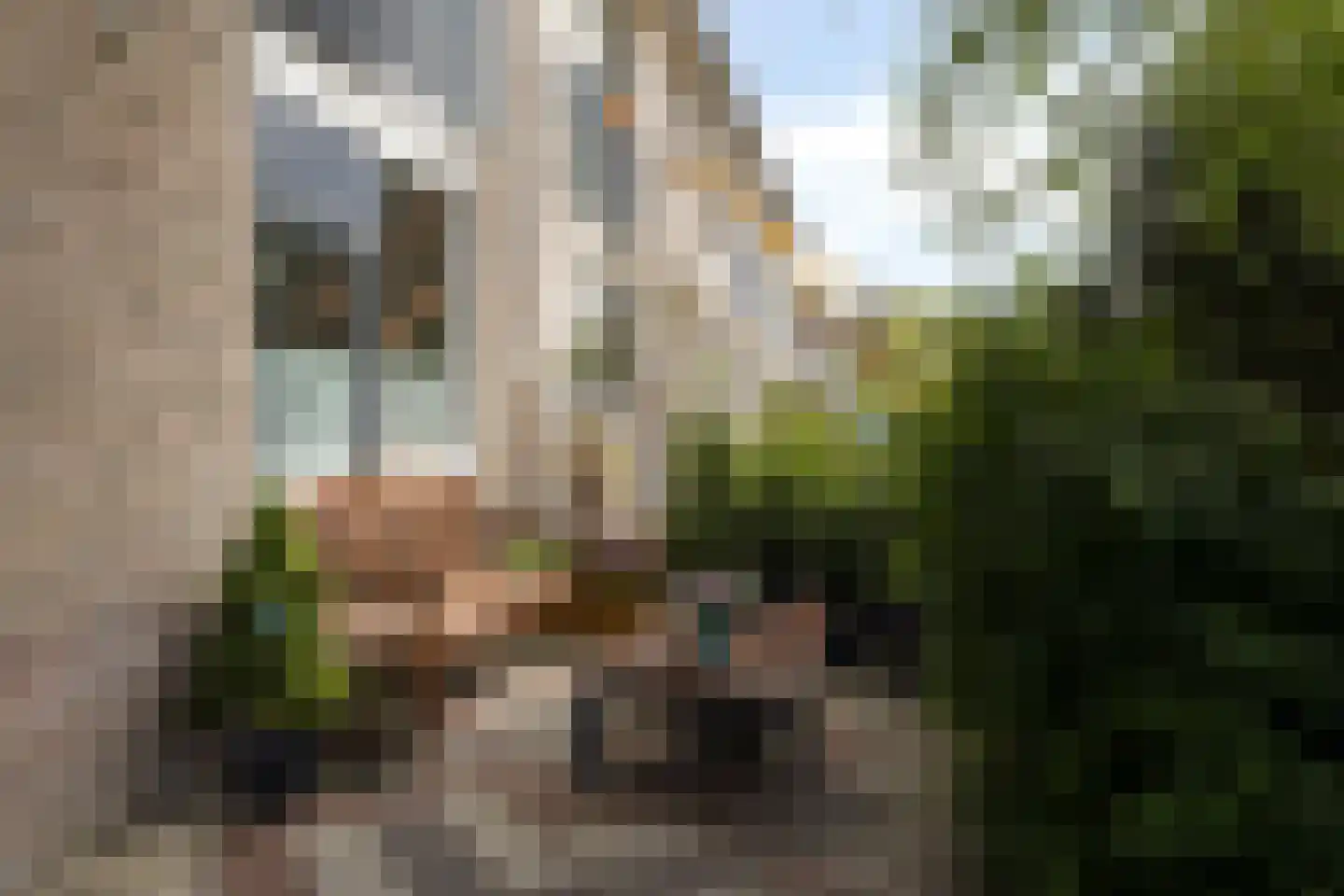 Pinksterbloem 96 Roden thumbnail 56