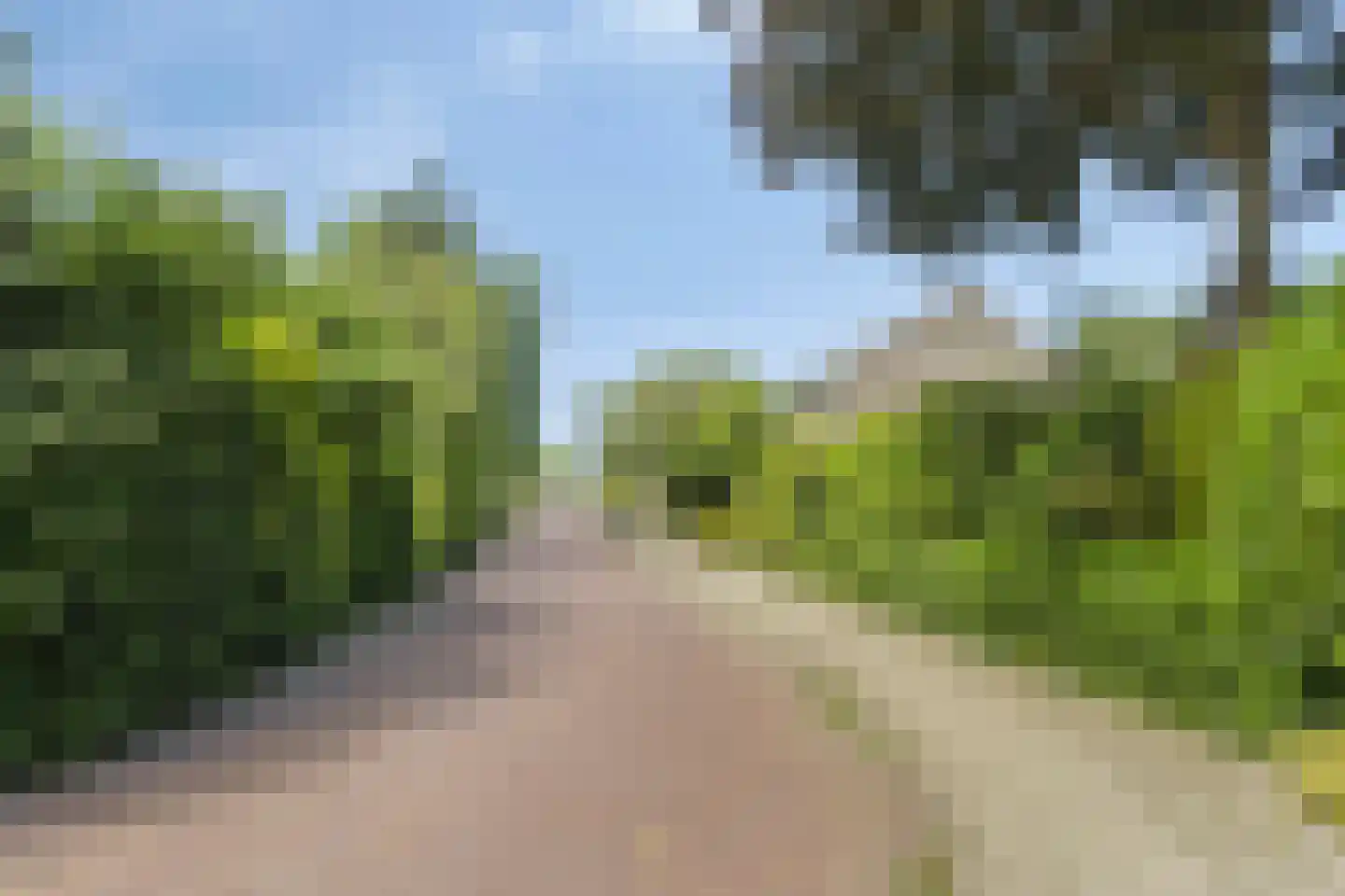 Pinksterbloem 96 Roden thumbnail 57