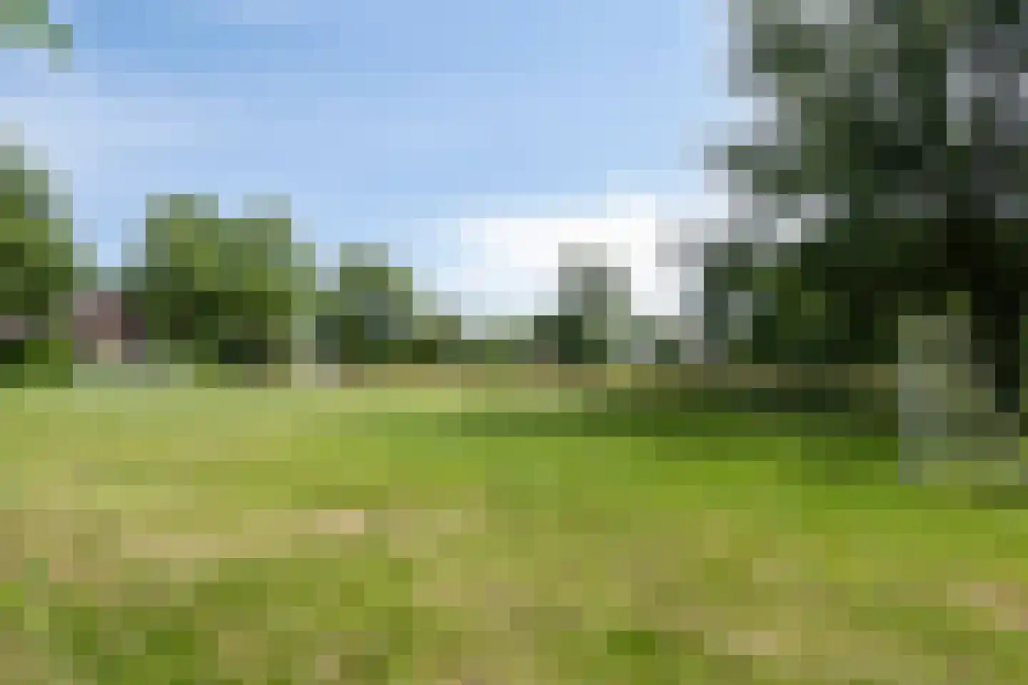 Pinksterbloem 96 Roden thumbnail 58