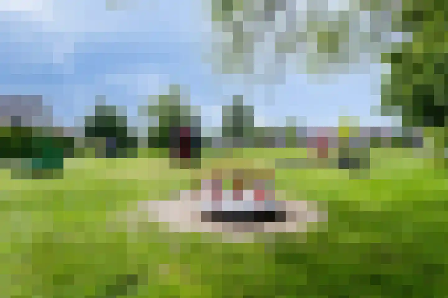 Pinksterbloem 96 Roden thumbnail 60