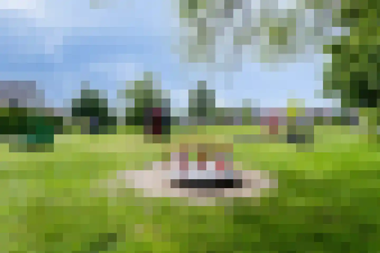 Pinksterbloem 96 Roden thumbnail 60