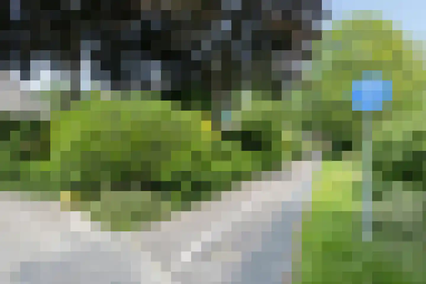 Pinksterbloem 96 Roden thumbnail 62