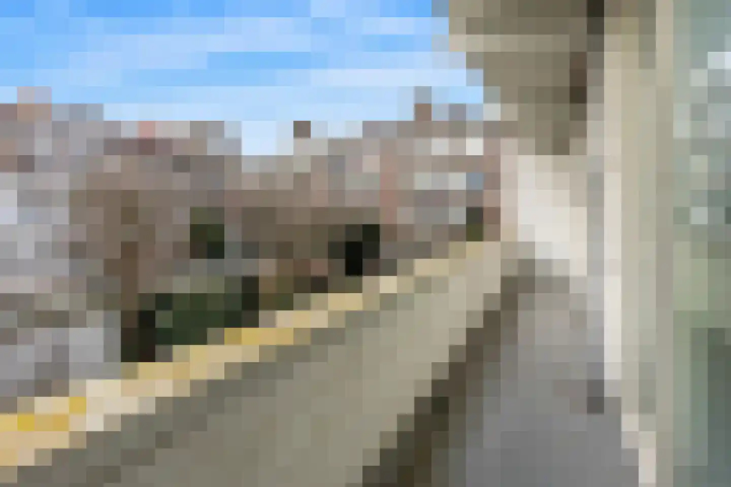 Pinksterbloemplein 46 Den Haag thumbnail 12