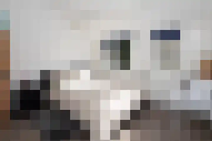 Pintol 12 Best thumbnail 20