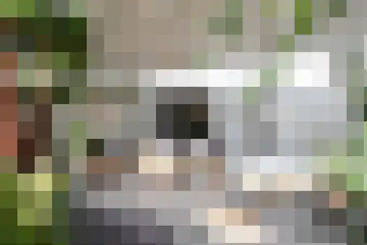 Pintol 12 Best thumbnail 25