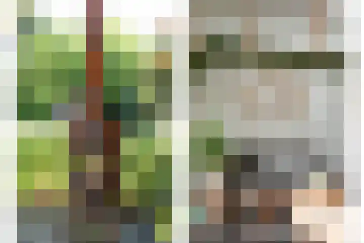 Pintol 12 Best thumbnail 26