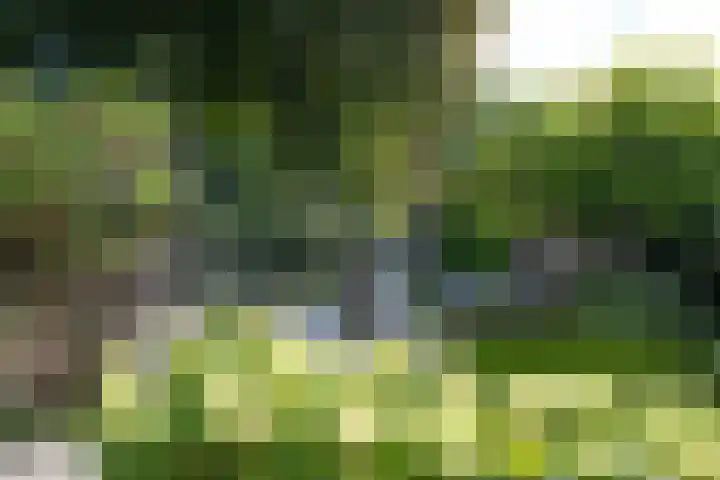 Pintol 12 Best thumbnail 27