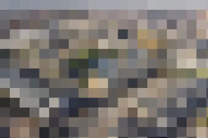 Pioen 21 Noordwijkerhout thumbnail 61