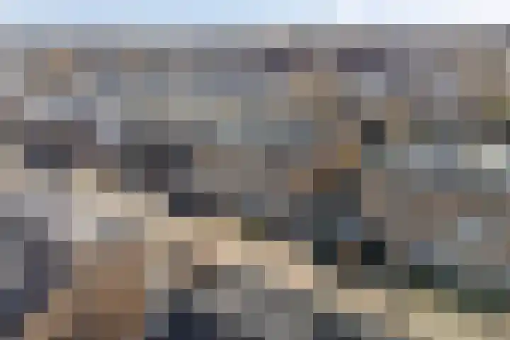 Pioen 21 Noordwijkerhout thumbnail 8