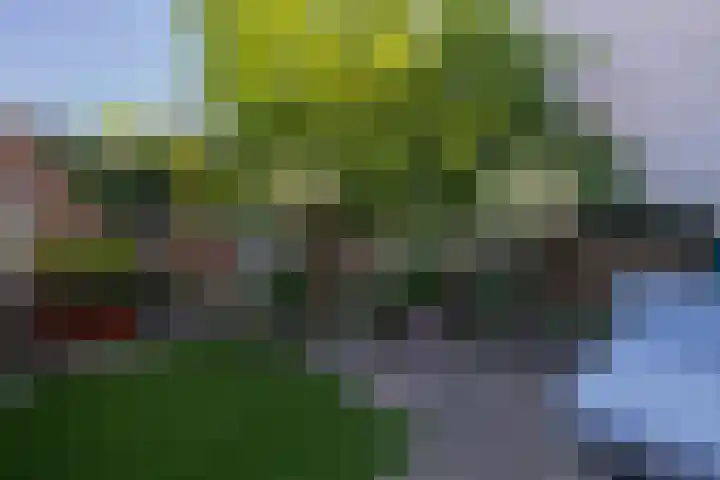 Pioen 7 Noordwijkerhout thumbnail 12