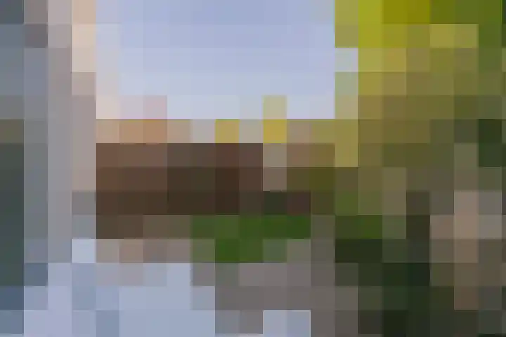 Pioen 7 Noordwijkerhout thumbnail 14