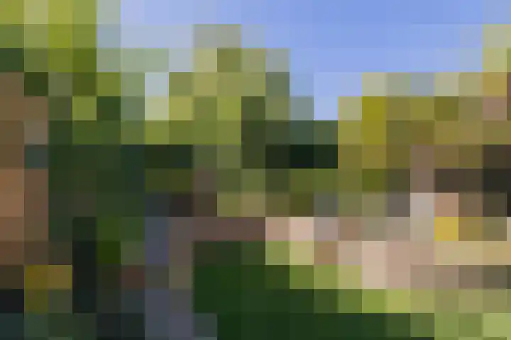 Pioen 7 Noordwijkerhout thumbnail 39