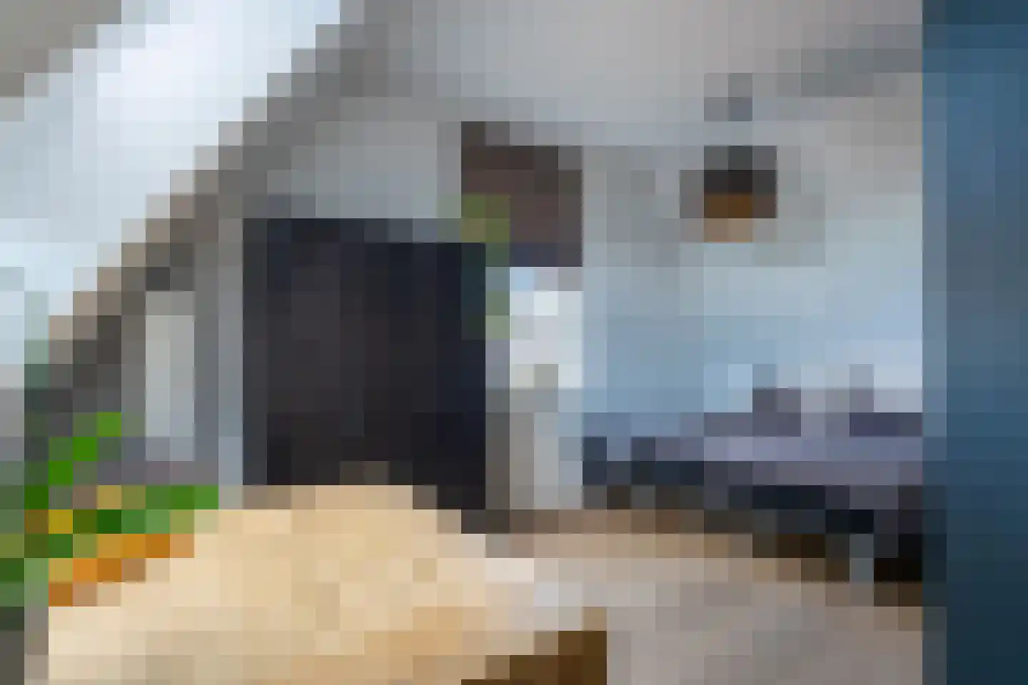 Pioenroos 1 Voorhout thumbnail 38