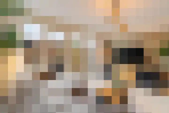Pioenroos 18 Waddinxveen thumbnail 14