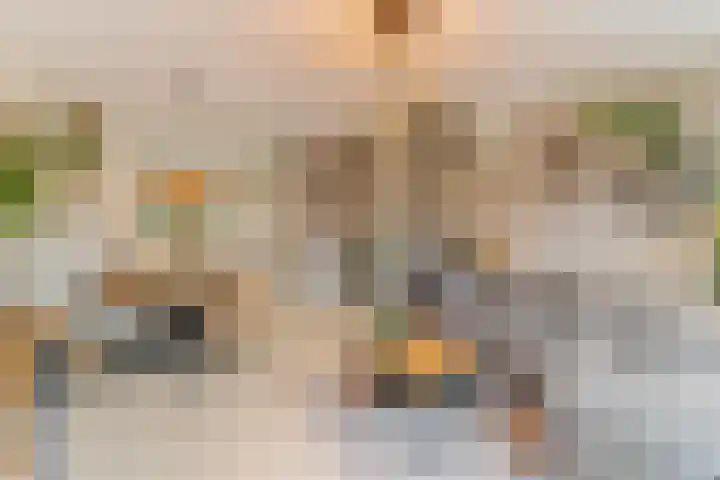 Pioenroos 18 Waddinxveen thumbnail 16
