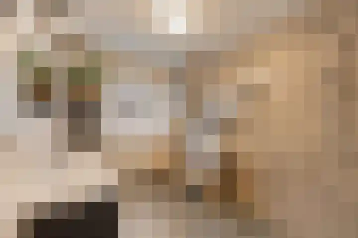 Pioenroos 18 Waddinxveen thumbnail 24