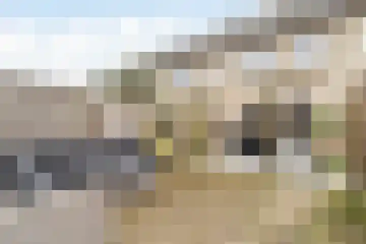 Pioenroos 18 Waddinxveen thumbnail 31