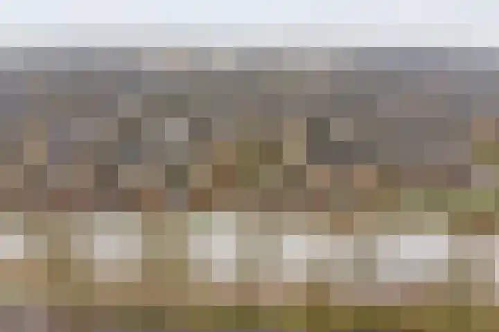 Pioenroos 18 Waddinxveen thumbnail 5