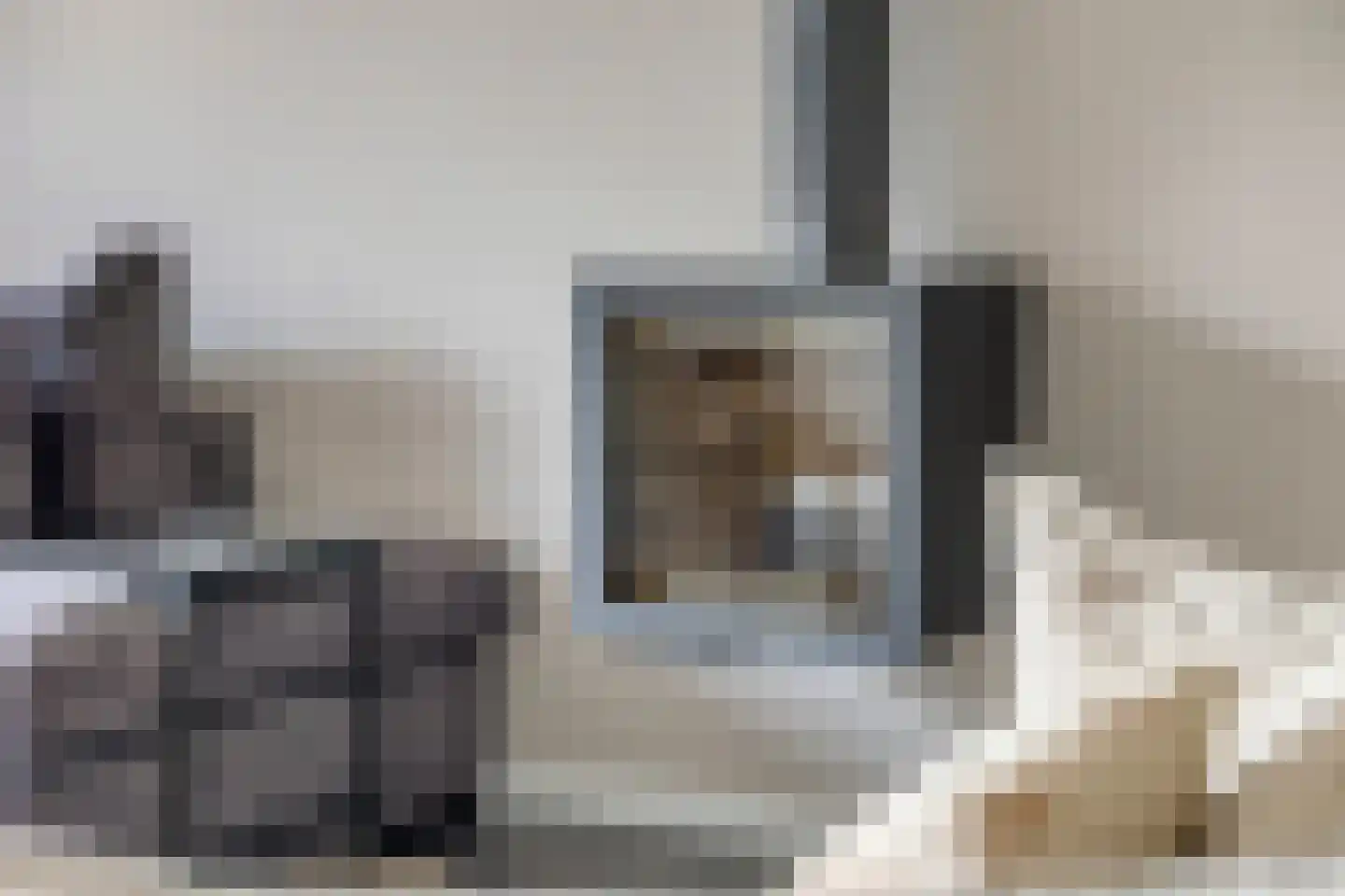 Pioenroos 6 Hoeven thumbnail 12