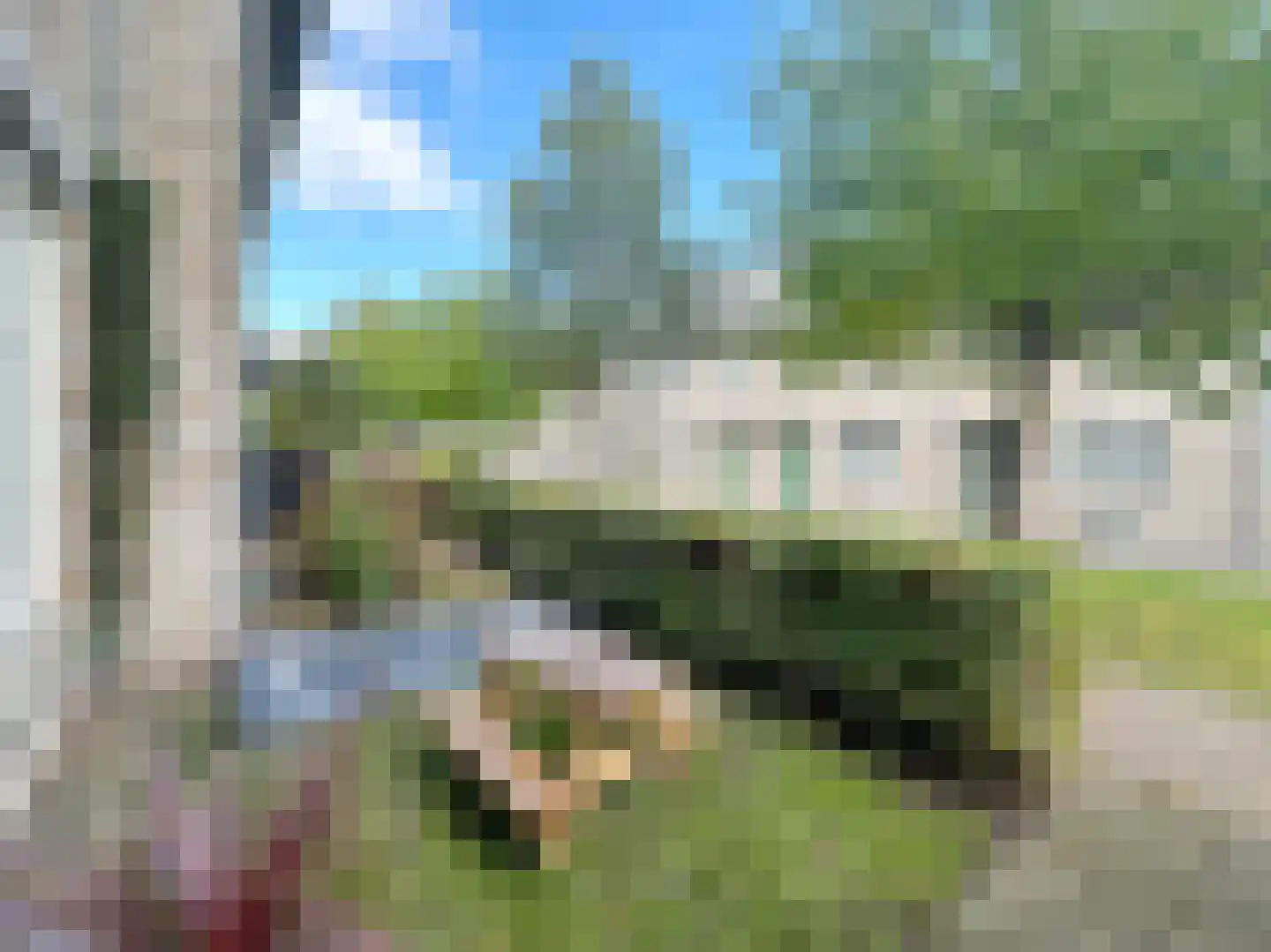 Pioenroos 7 Waddinxveen thumbnail 7