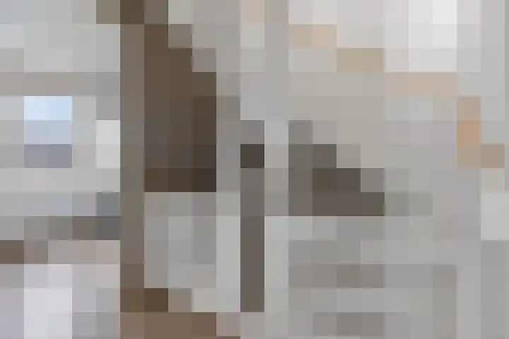 Pioenroos 8 Waddinxveen thumbnail 16