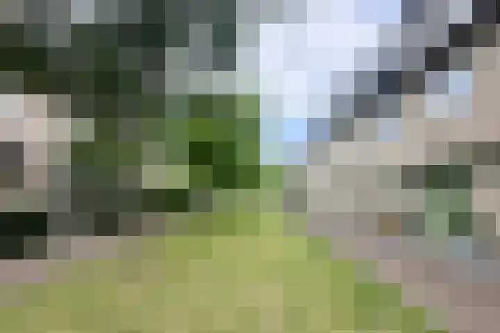 Pioenroos 8 Waddinxveen thumbnail 37