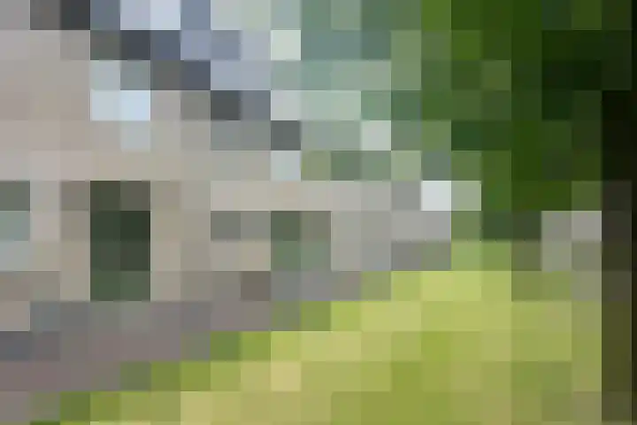 Pioenroos 8 Waddinxveen thumbnail 5