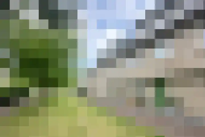 Pioenroos 8 Waddinxveen thumbnail 6