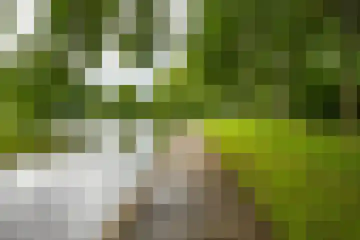 Pioenstraat 53 Groningen thumbnail 30