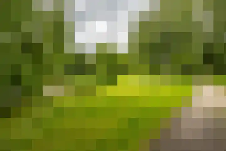 Pioenstraat 53 Groningen thumbnail 4
