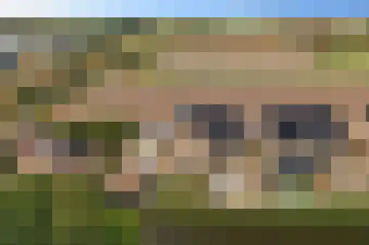 Pioentulp 97 Hillegom thumbnail 4