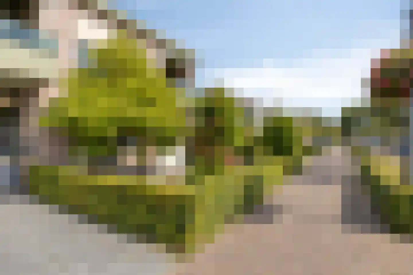 Pionier 11 Odiliapeel thumbnail 22