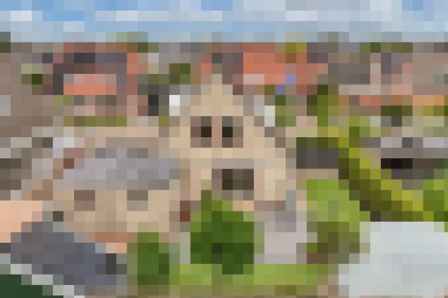 Pipegaal 5 Wommels thumbnail 39