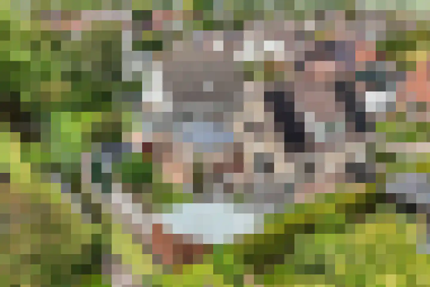 Pipegaal 5 Wommels thumbnail 50