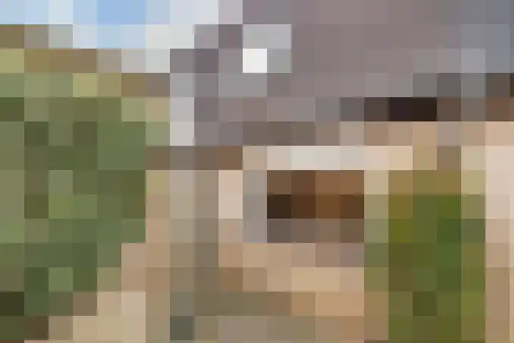 Pippijn van Herstalstraat 9 Wijk bij Duurstede thumbnail 42