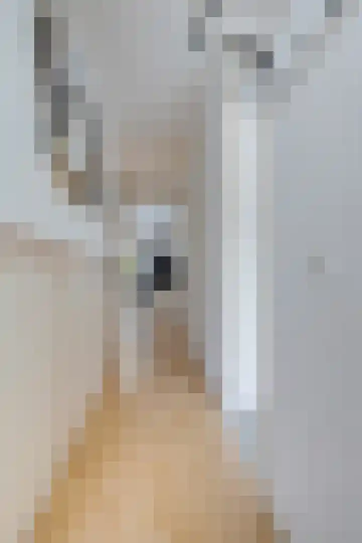 Pissarrohof 2 Hoorn thumbnail 7