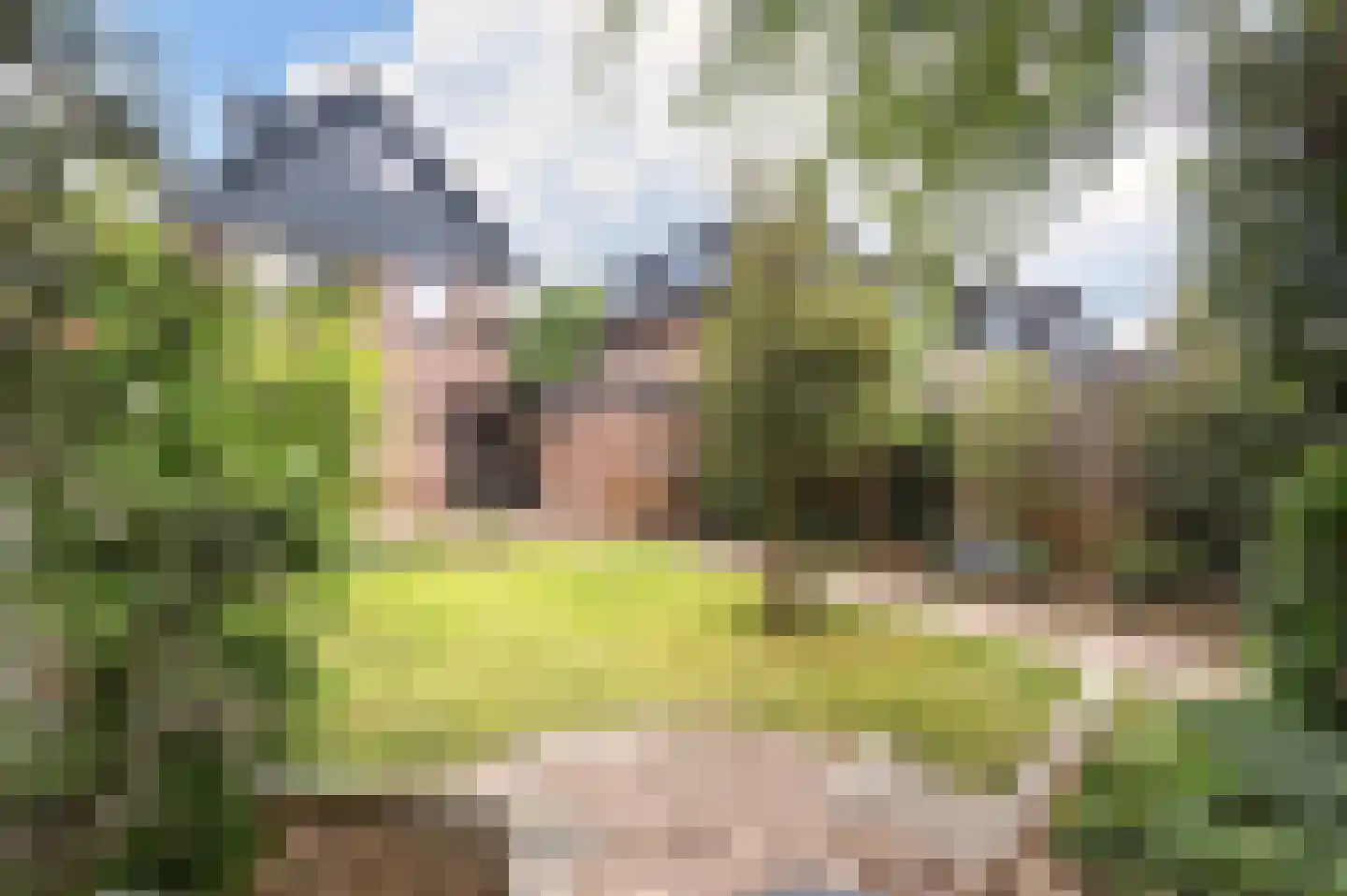 Pitrus 33 Malden thumbnail 31