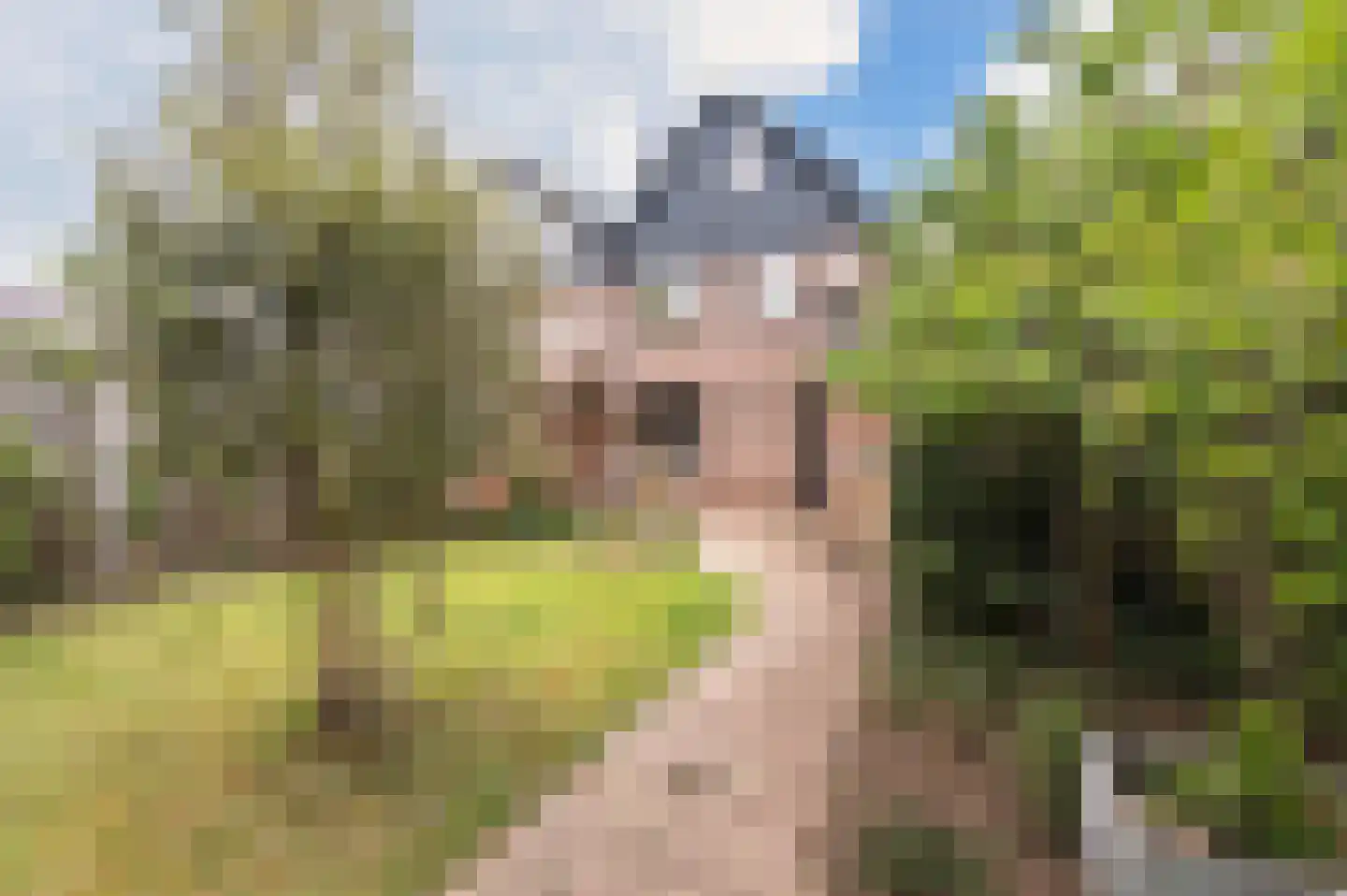 Pitrus 33 Malden thumbnail 32