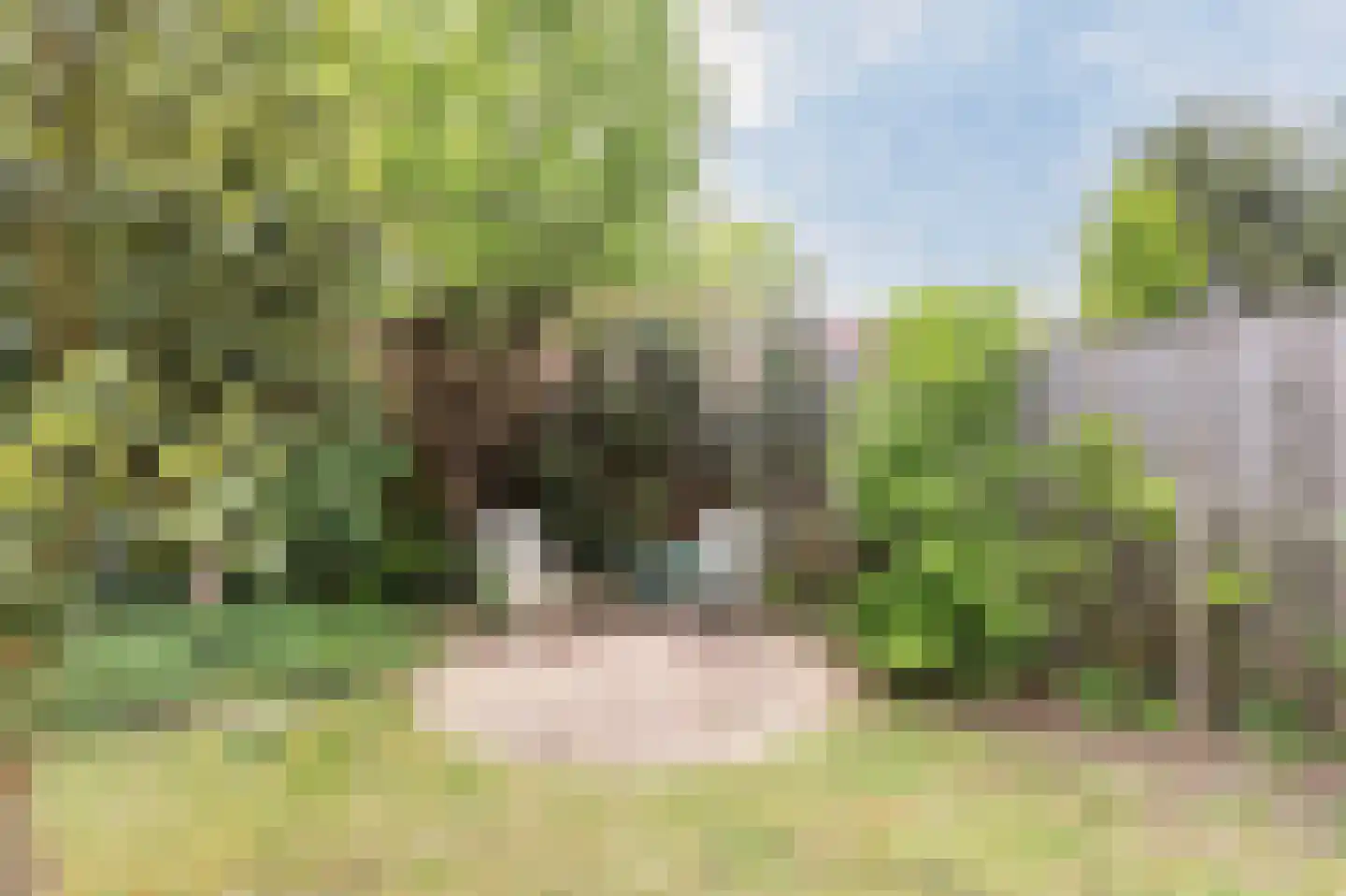 Pitrus 33 Malden thumbnail 35