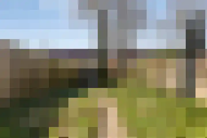 Pitrus 7 Malden thumbnail 24