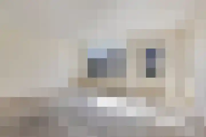 Pitrus 7 Malden thumbnail 5