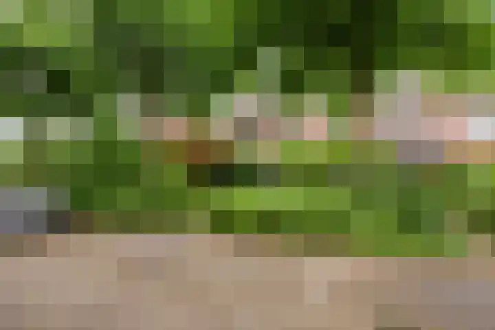 Pitrus 71 Malden foto 2