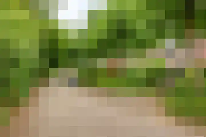 Pitrus 71 Malden thumbnail 26