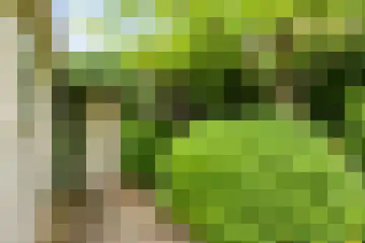 Pitrus 71 Malden thumbnail 27