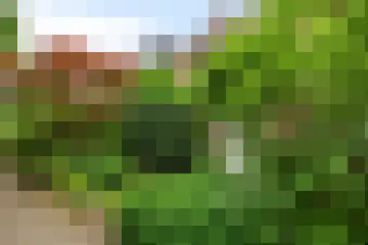 Pitrus 71 Malden thumbnail 29