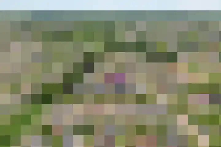 Plaggenslag 34 Nieuwleusen thumbnail 46