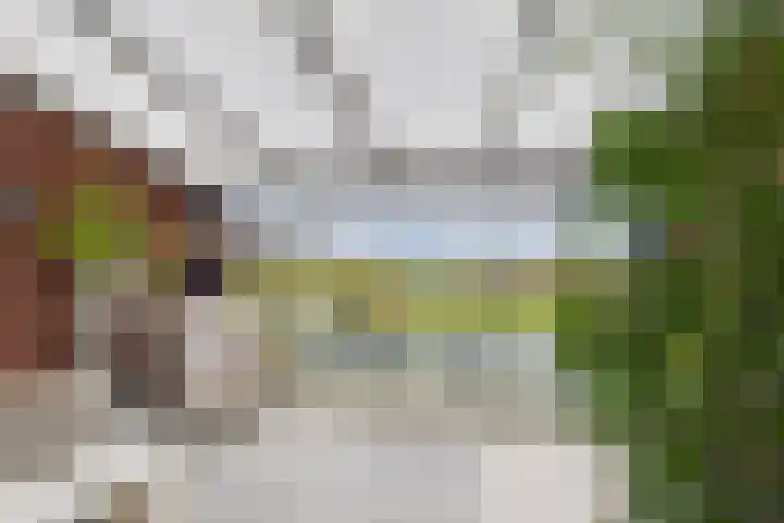 Planciusschans 7 Terneuzen thumbnail 4